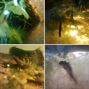 my pets