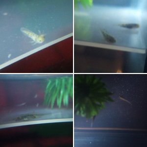 The Babies :D