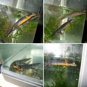 MESOTRITON ALPESTRIS ALPESTRIS