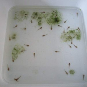 Axolotls