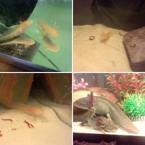 Axies FTW