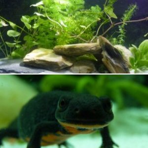 CYNOPS ORIENTALIS