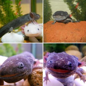 Aristotle Axolotl