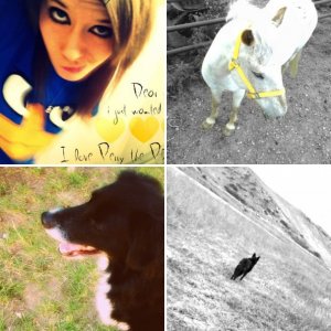 Meh and meh Animals