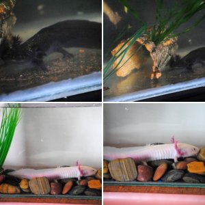 My Axolotls