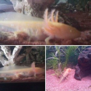 Axolotl