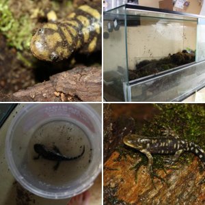 My Ambystoma mavortium
