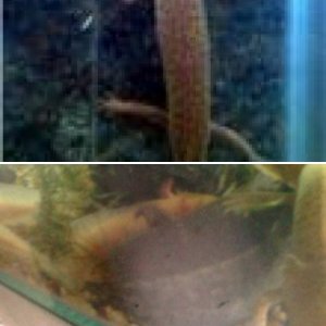 the axolotl bunch