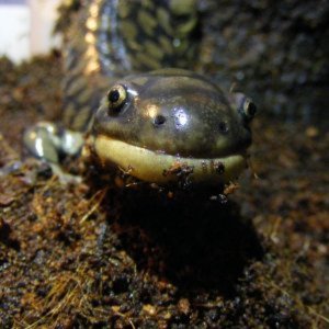 salamanders