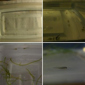 My First Axolotls