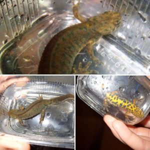 triturus karelinii male
