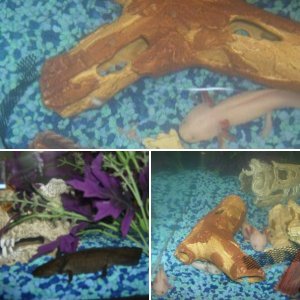 Our Axies