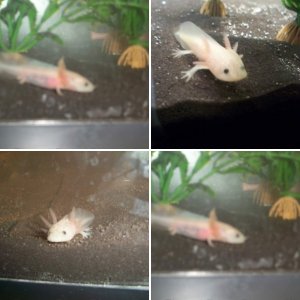 My Pets