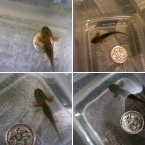 New Members of our menagerie