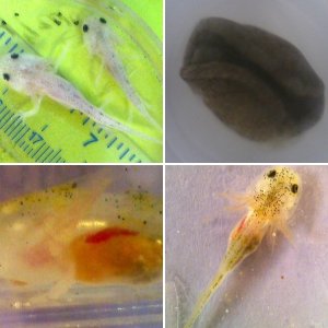 Developing Eggs