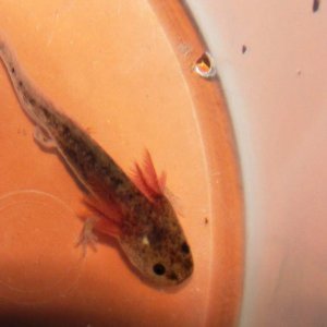 My axolotls