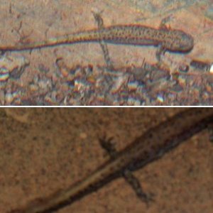 Wild Amphibians