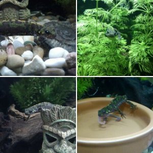 triturus marmoratus