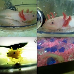 Axolotl-