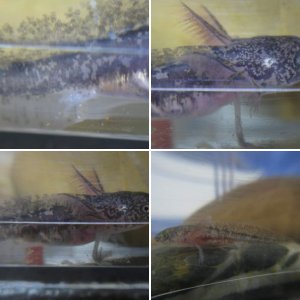 Los Mijos