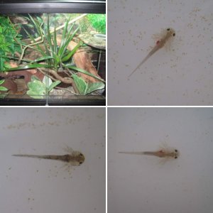 Axie Babies Jabba's 1st Batch