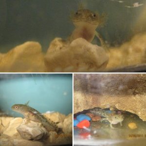 Salamanders