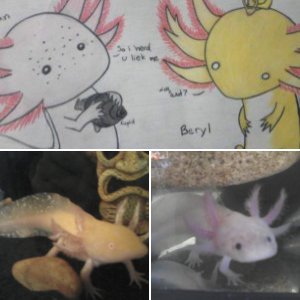 teh Axies