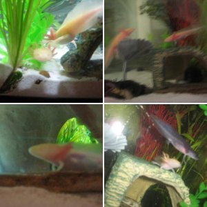 Axolotl