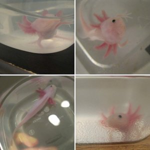 one eye axie
