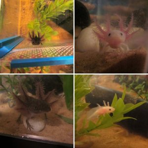 My babies Duncan and Nixie