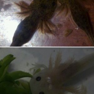 My axies
