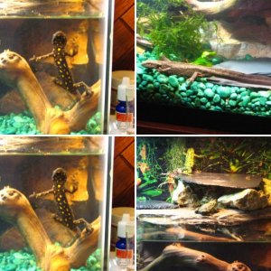 My Tanks
