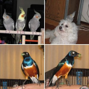 Other Pets