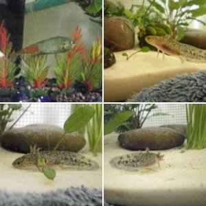 My Pets :D