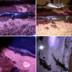 The Newts themselves