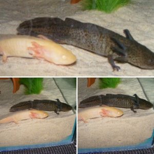Our new axolotls