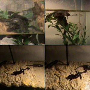 My C. Orientalis