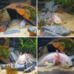 my aquariums