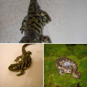 my salamanders