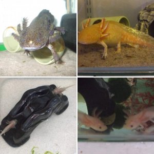 Axolotls - Album #1