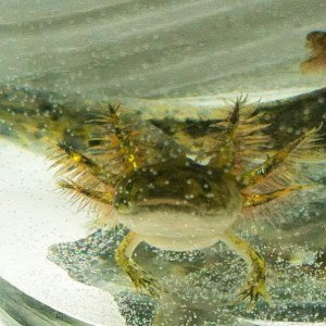 2011 Brood