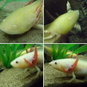My Axies!