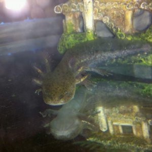 Molly 1st wildtype