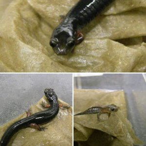 recent salamander pics
