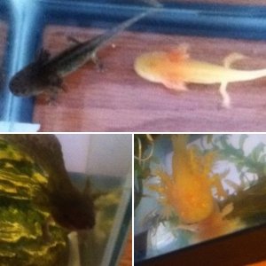 axolotls