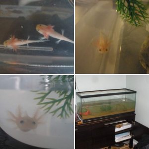 New Axi's and Tank setup