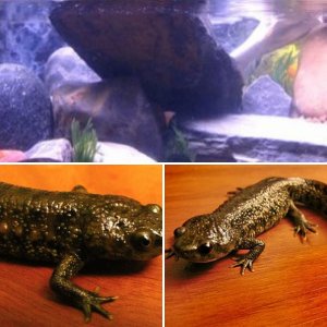 Desmond the Spanish Ribbed Newt (Iberian Ribbed Newt)