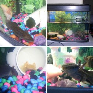 My Lovely 'Lotls