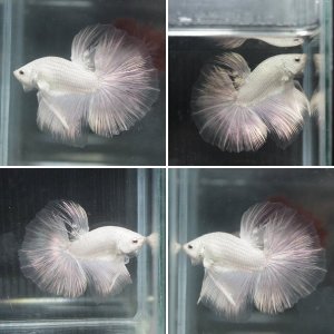 Betta splendens