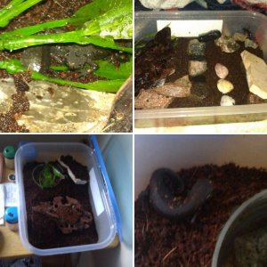 Before and after pics of their habitat